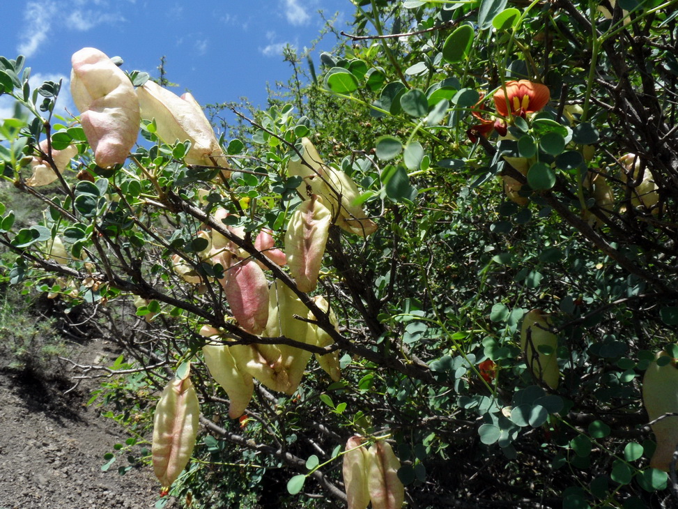 Изображение особи Colutea orientalis.