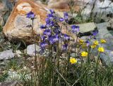 Polemonium acutiflorum. Верхушка цветущего растения. Коми, Интинский р-н, Приполярный Урал, хр. Малдынырд, левый борт р. Балбанъю, приводораздельное плато, горная тундра. 30.07.2017.