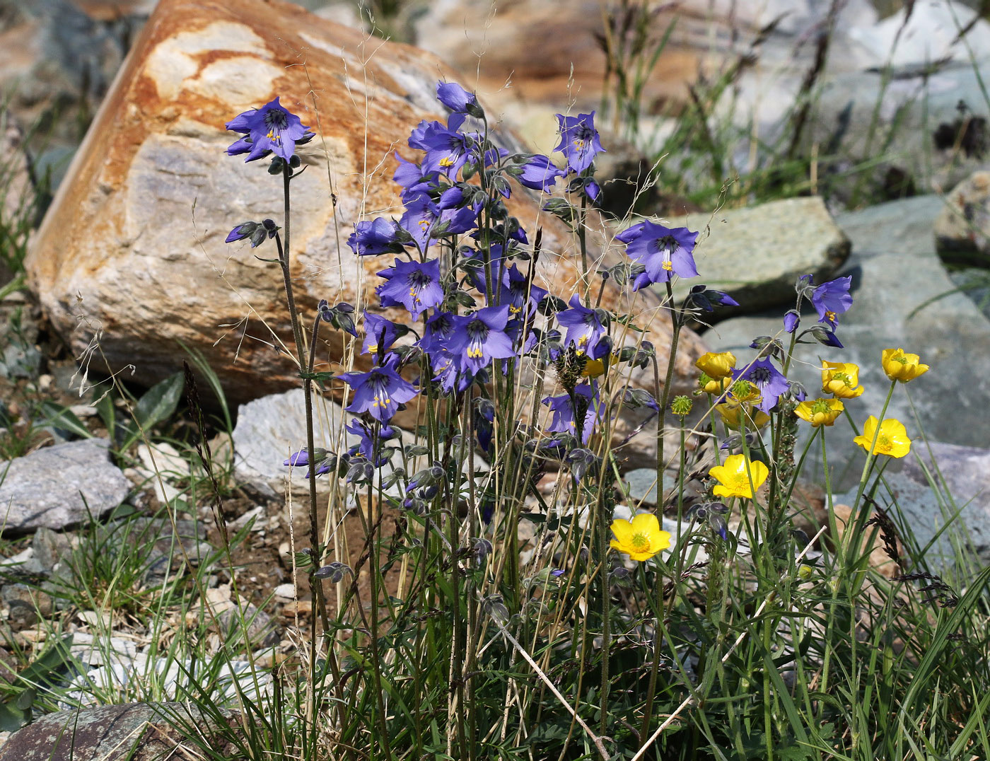 Image of Polemonium acutiflorum specimen.