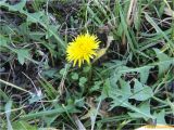 genus Taraxacum. Цветущее растение. Украина, г. Николаев, Заводской р-н, парк \"Лески\", опушка соснового леса. 26.12.2017.