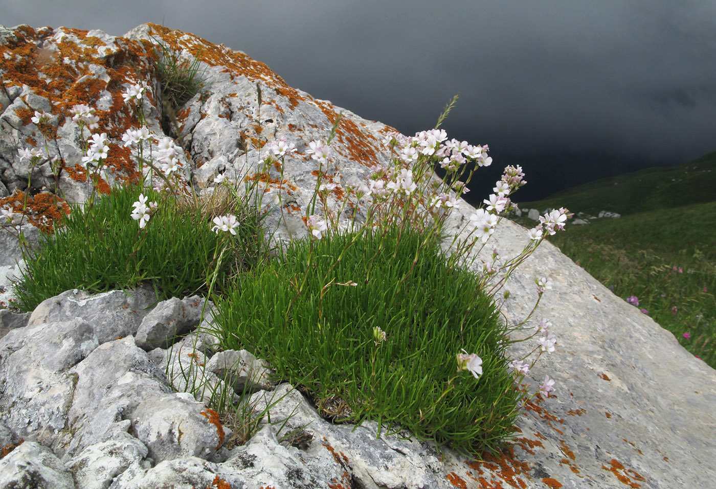 Image of Gypsophila tenuifolia specimen.