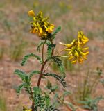 Astragalus mongholicus