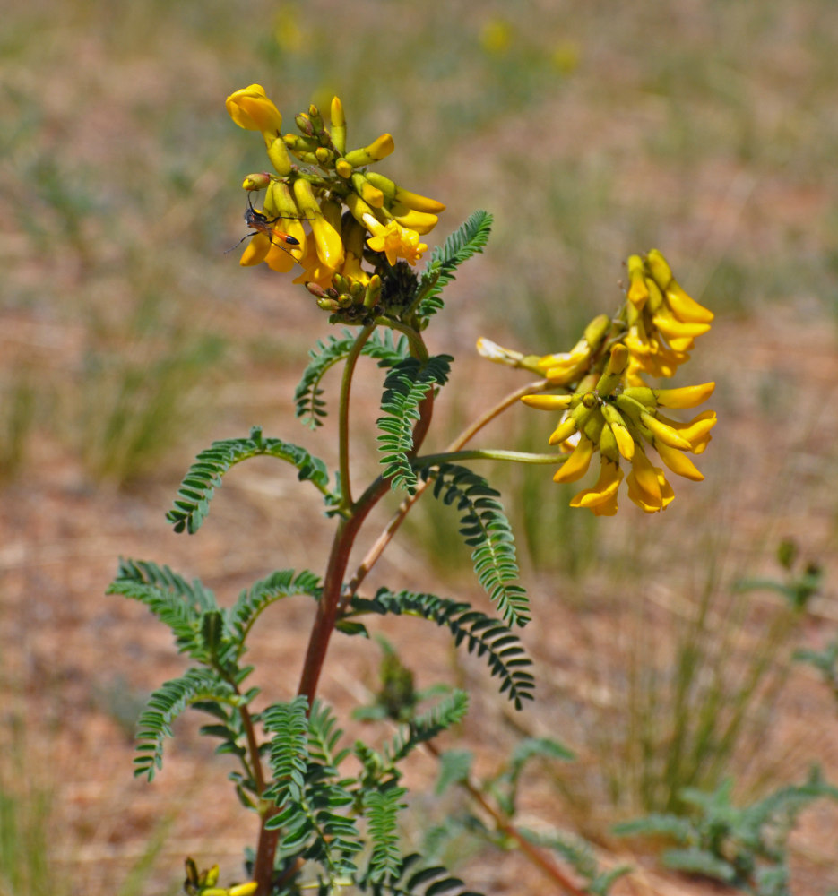 Изображение особи Astragalus mongholicus.