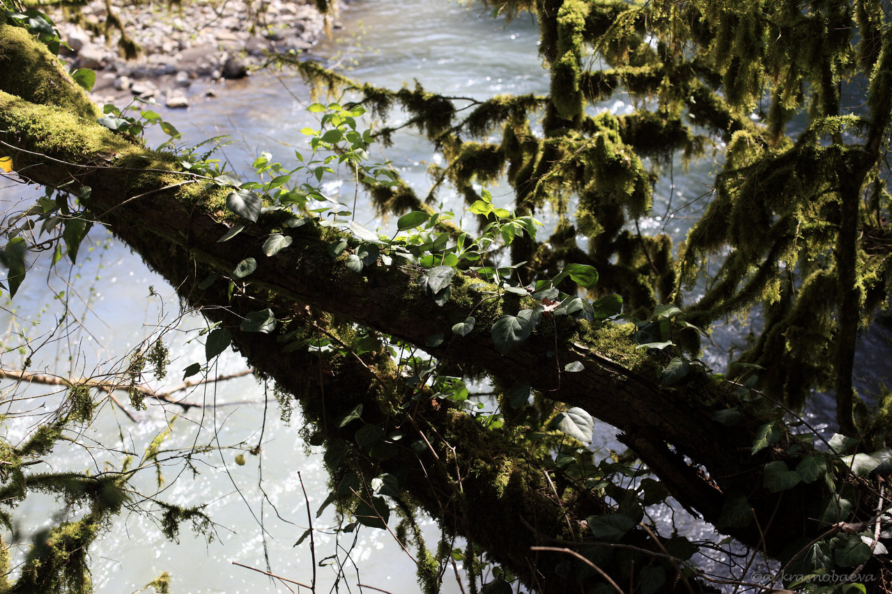 Image of Hedera colchica specimen.