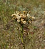 Image of taxon representative. Author is Тамара Риб