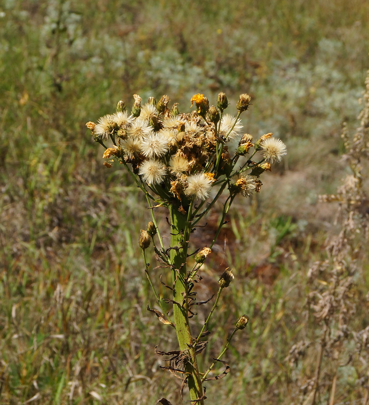 Image of Hieracium umbellatum specimen.