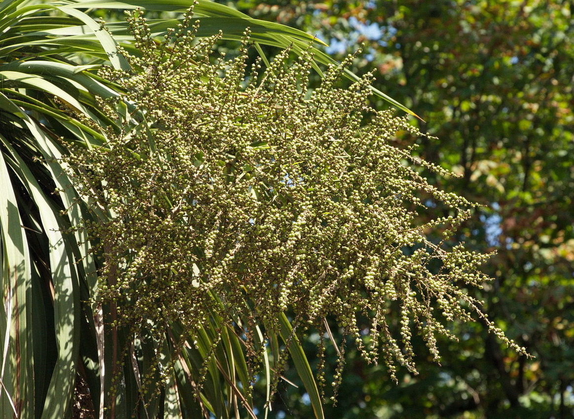 Image of Cordyline australis specimen.