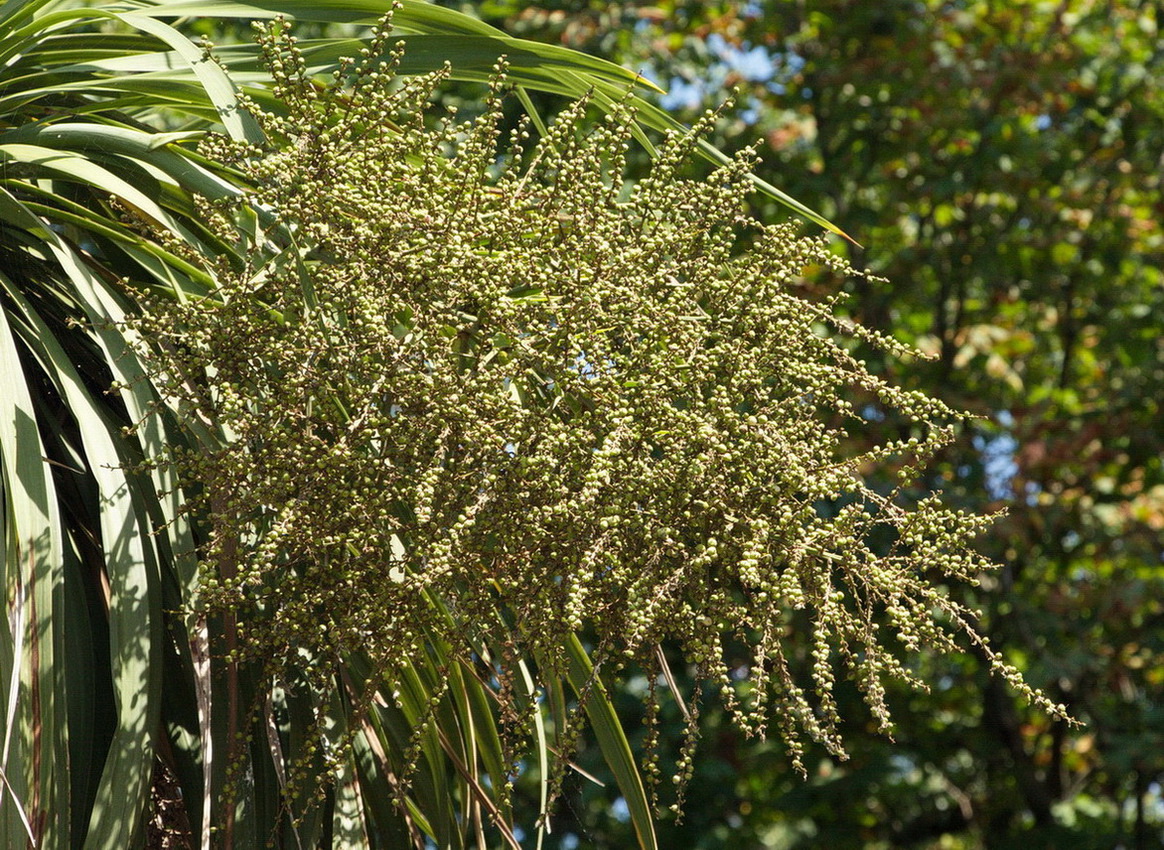 Изображение особи Cordyline australis.