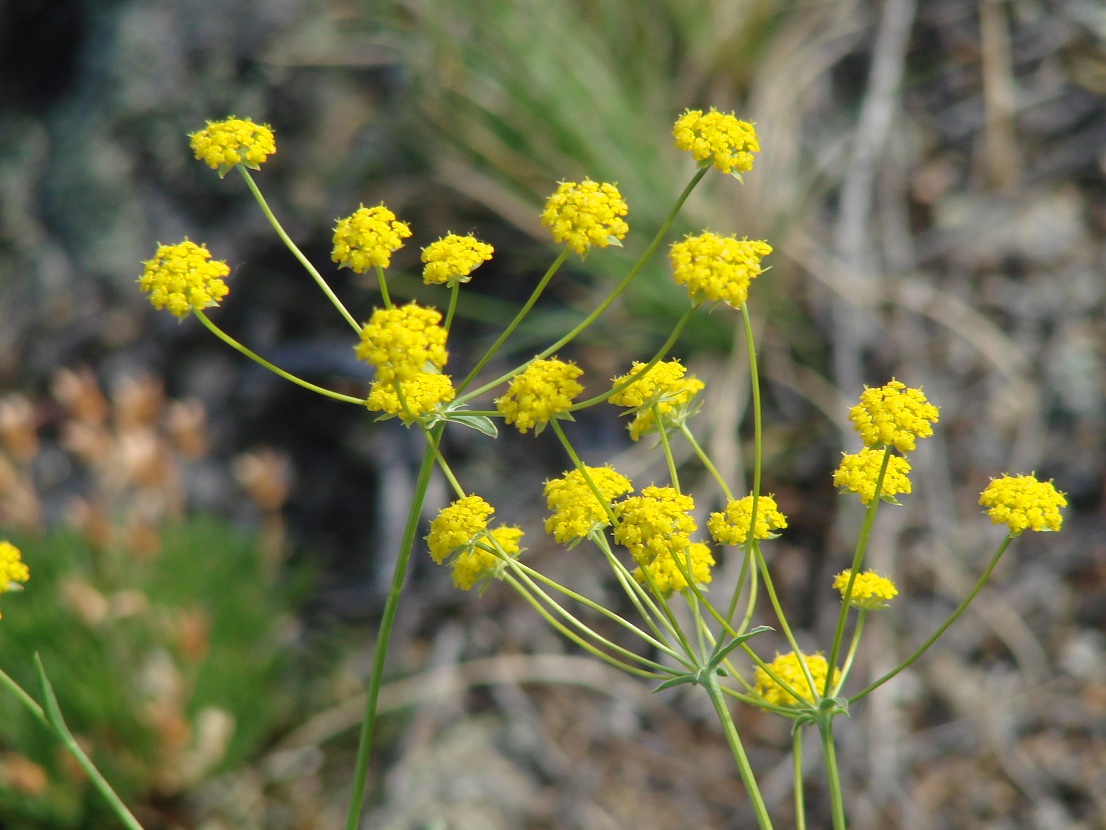 Изображение особи Bupleurum bicaule.