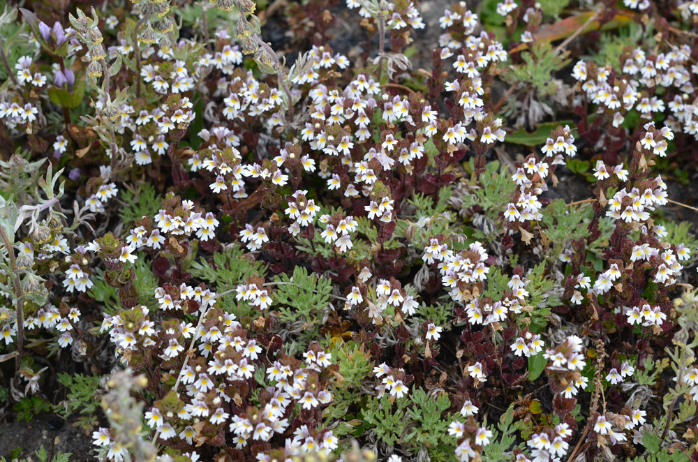 Изображение особи род Euphrasia.