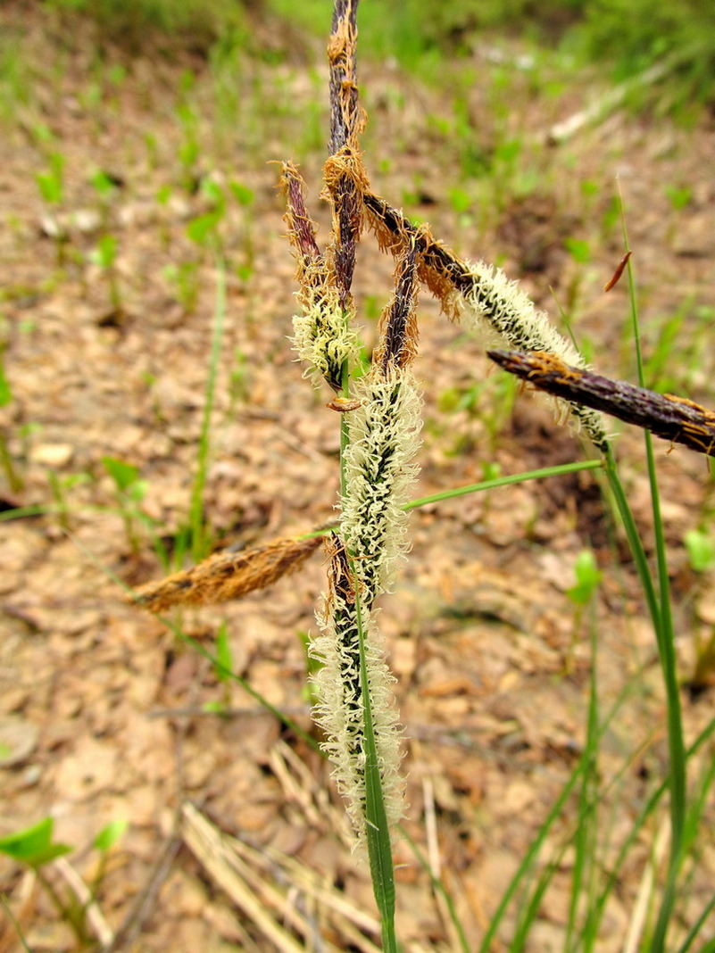 Изображение особи Carex omskiana.