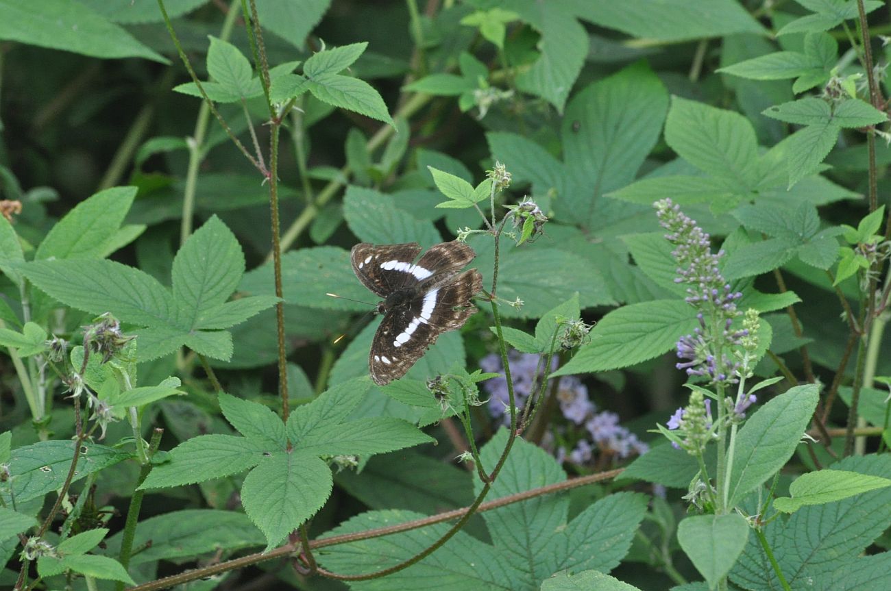 Image of genus Rubus specimen.