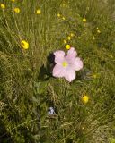 Linum hypericifolium. Верхушка цветущего растения. Кабардино-Балкария, северный склон Эльбруса, травянистый склон рядом с ущельем ручья Карачаул. 07.07.2011.