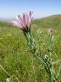 Scorzonera tragopogonoides