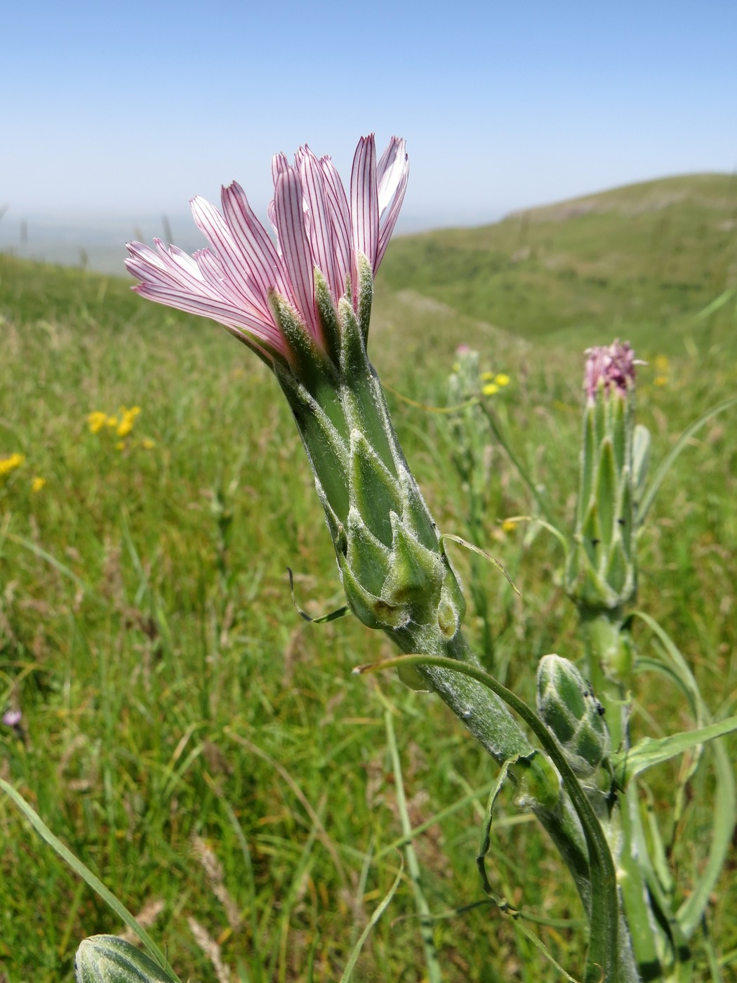 Изображение особи Scorzonera tragopogonoides.