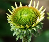 Echinacea purpurea