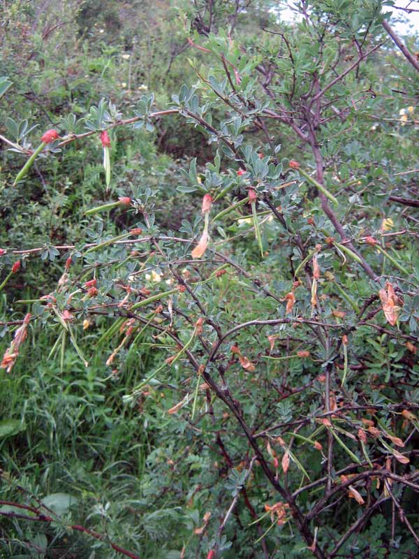 Image of Caragana camilli-schneideri specimen.