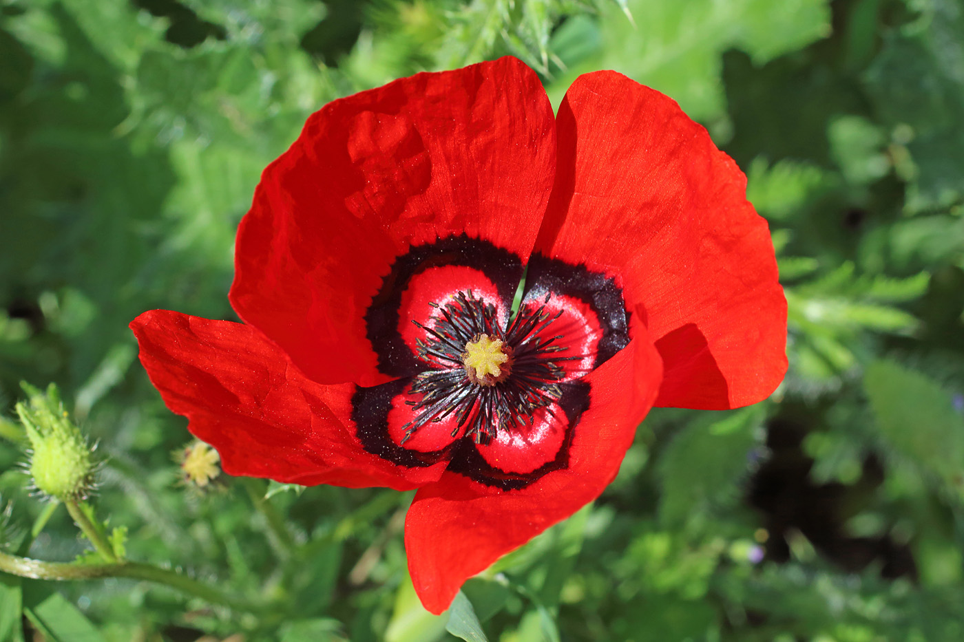 Изображение особи Papaver pavoninum.