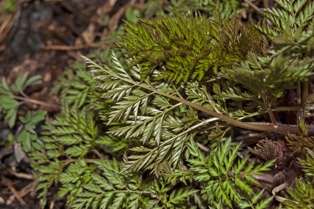 Изображение особи Chaerophyllum prescottii.