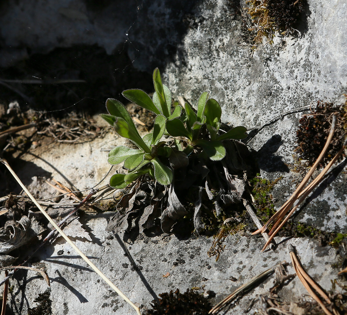 Изображение особи семейство Boraginaceae.