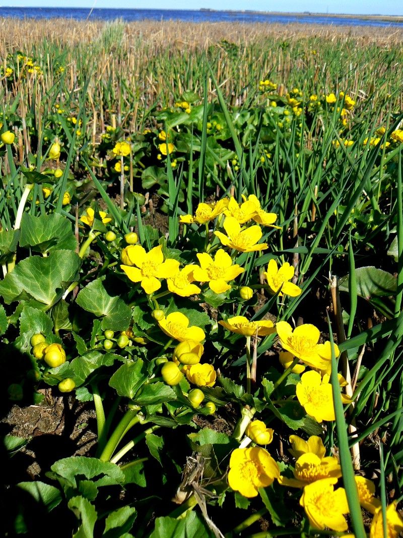 Image of Caltha palustris specimen.