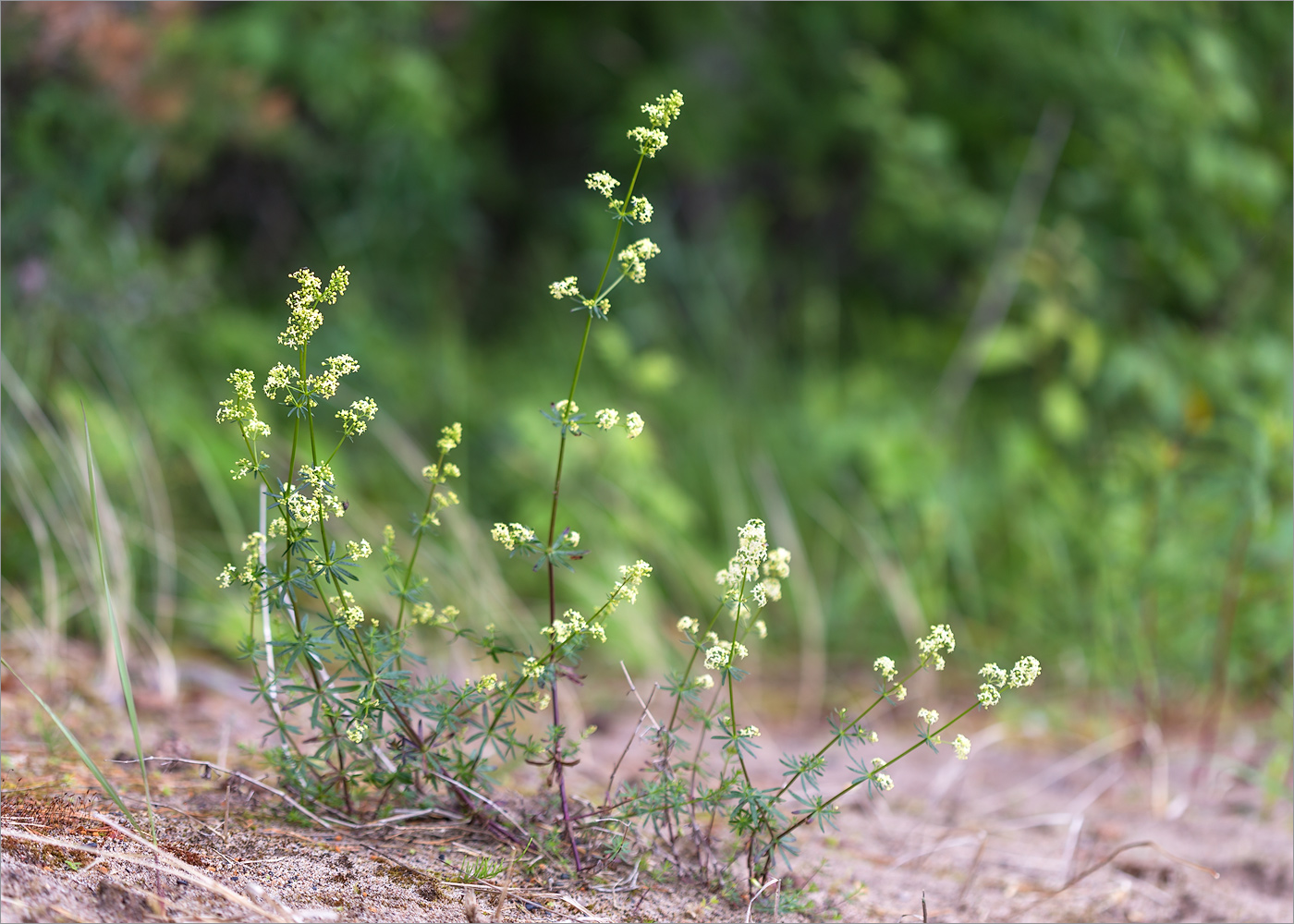 Image of Galium album specimen.