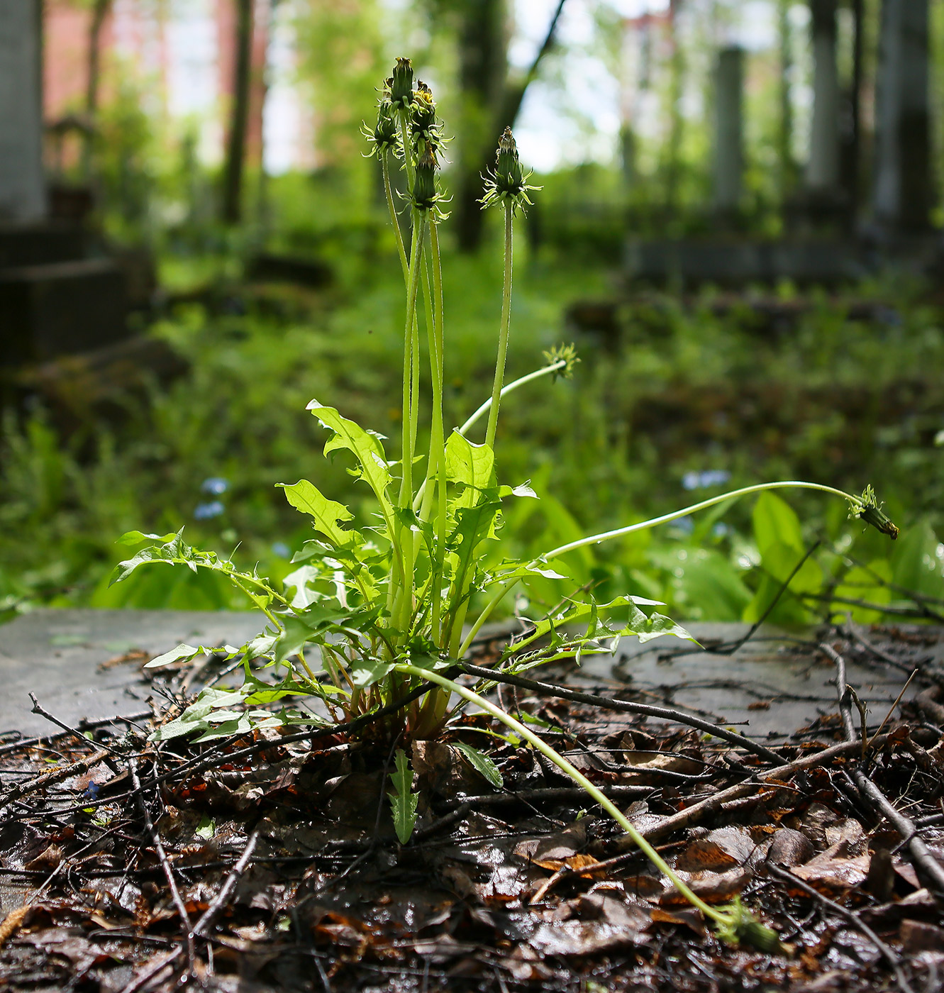 Изображение особи Taraxacum officinale.