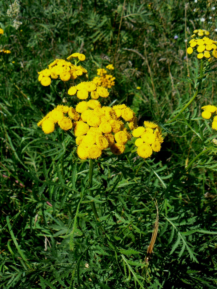 Image of Tanacetum vulgare specimen.