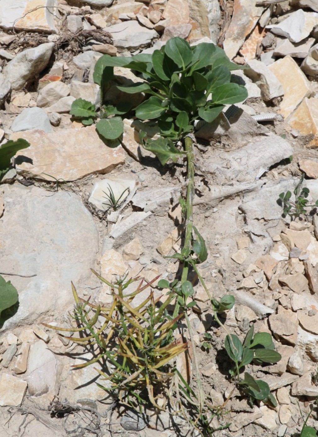 Image of Barbarea vulgaris specimen.