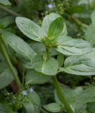 Veronica beccabunga