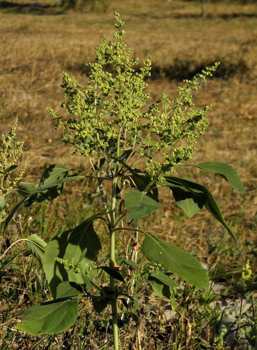 Image of Cyclachaena xanthiifolia specimen.