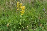 genus Solidago. Цветущее растение. Грузия, Казбегский муниципалитет, средняя часть долины Чаухицхали, ≈ 2500 м н.у.м, луг. 01.08.2018.