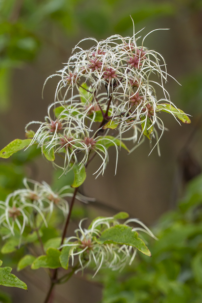 Image of Clematis vitalba specimen.