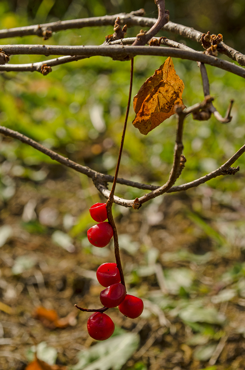 Image of Schisandra chinensis specimen.