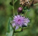 Cirsium setosum. Раскрывшееся, нераскрывшееся, и отцветшее соцветия. Восточный Казахстан, г. Усть-Каменогорск, правый берег р. Иртыш, склон заболоченного и высыхающего оврага. 02.08.2017.