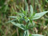 Lithospermum officinale. Верхушка цветущего и плодоносящего растения. Иркутская обл., Усольский р-н, долина р. Китой, луг. 18.07.2018.