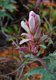 Castilleja elegans. Верхушка цветущего растения. Якутия, Оймяконский р-н, горная система Черского, хр. Улахан-Чистай, высокогорный массив Буордах, верховья р. Джапкапчан, край лиственичного леса. 23.07.2012.