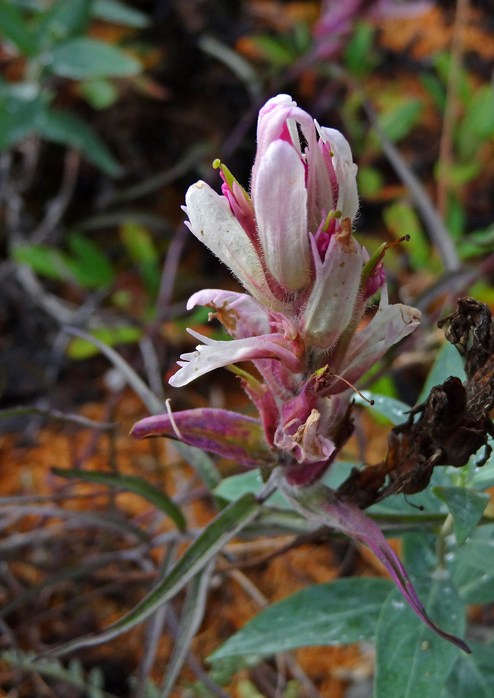 Изображение особи Castilleja elegans.