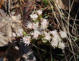 Petasites rubellus