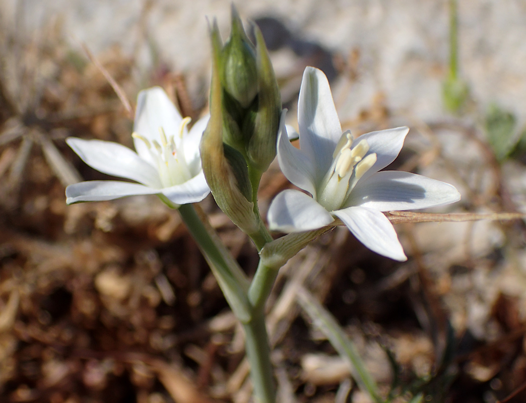 Image of Ornithogalum comosum specimen.