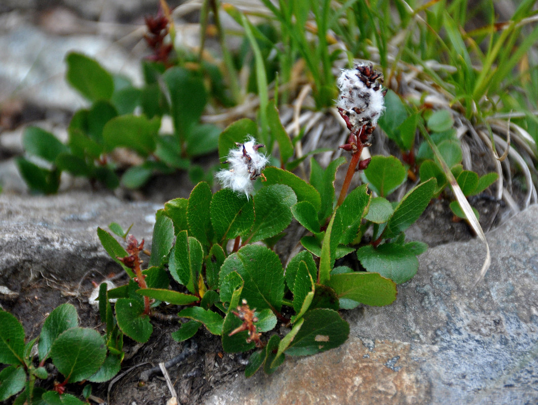 Изображение особи Salix turczaninowii.