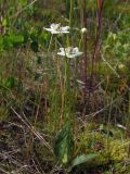 Parnassia palustris