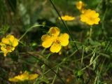 Potentilla chrysantha. Верхушки цветущих побегов с аномальным 4-членным цветком. Магаданская обл., г. Магадан, мкр-н Снежная Долина, на обочине дороги. 22.07.2016.