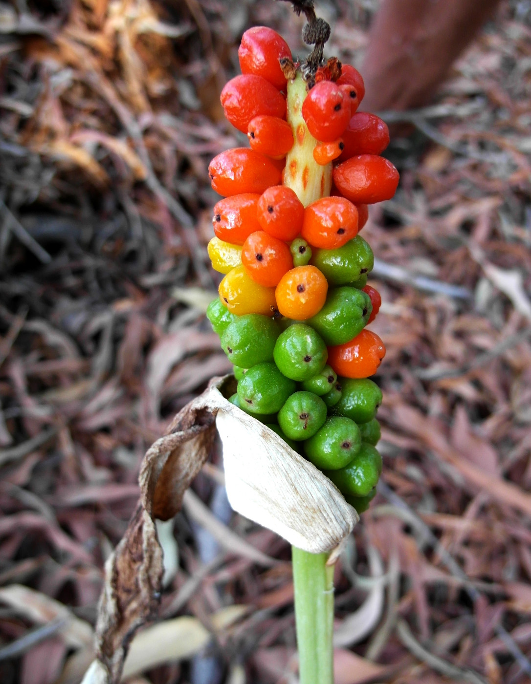 Изображение особи Arum dioscoridis.