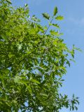 Quercus rubra