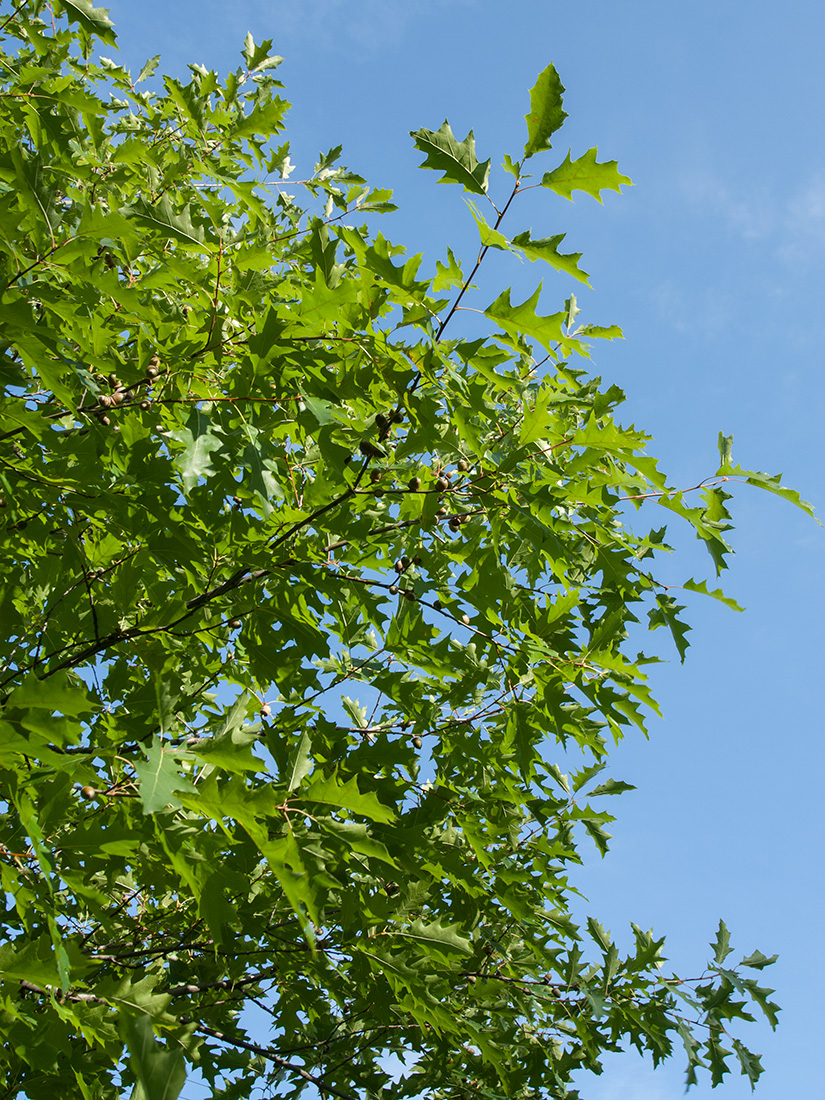 Image of Quercus rubra specimen.