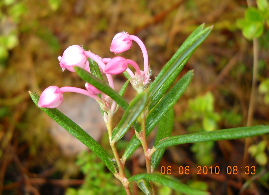 Изображение особи Andromeda polifolia.