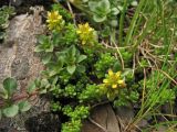 Sedum alpestre. Цветущее растение. Украина, Закарпатская обл., Раховский р-н, хр. Свидовец, ≈ 1800 м н.у.м., каменистая осыпь. 2 июля 2010 г.