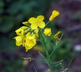 Brassica campestris