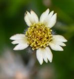 Tridax procumbens. Соцветие. Танзания, автономия Занзибар, о-в Унгуджа, Central South Region, курорт Kiwengwa, территория гостиницы, сорное. 28.10.2018.